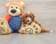 5 week old Mini Irish Doodle Puppy For Sale - Simply Southern Pups