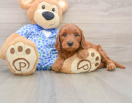8 week old Mini Irish Doodle Puppy For Sale - Simply Southern Pups