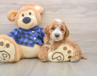 6 week old Mini Irish Doodle Puppy For Sale - Simply Southern Pups