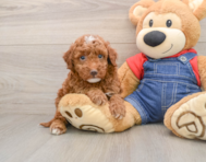 5 week old Mini Irish Doodle Puppy For Sale - Simply Southern Pups