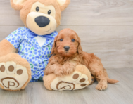 7 week old Mini Irish Doodle Puppy For Sale - Simply Southern Pups