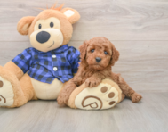 6 week old Mini Irish Doodle Puppy For Sale - Simply Southern Pups