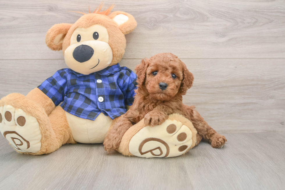 Small Mini Irish Doodle Baby