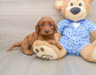 7 week old Mini Irish Doodle Puppy For Sale - Simply Southern Pups