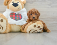 6 week old Mini Irish Doodle Puppy For Sale - Simply Southern Pups