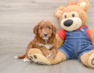 5 week old Mini Irish Doodle Puppy For Sale - Simply Southern Pups