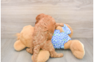 Adorable Setterdoodle Poodle Mix Puppy