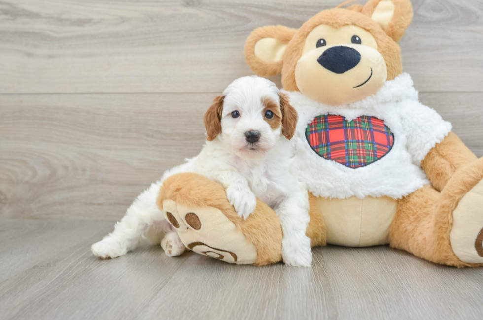 5 week old Mini Irish Doodle Puppy For Sale - Simply Southern Pups