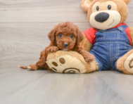 6 week old Mini Irish Doodle Puppy For Sale - Simply Southern Pups