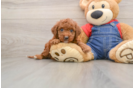 Mini Irish Doodle Puppy for Adoption