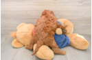 Mini Irish Doodle Puppy for Adoption