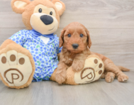 9 week old Mini Irish Doodle Puppy For Sale - Simply Southern Pups