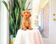 10 week old Mini Irish Doodle Puppy For Sale - Simply Southern Pups