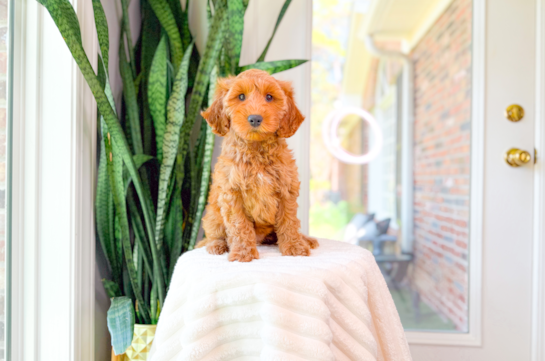 Cute Mini Irish Doodle Baby