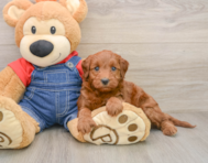 7 week old Mini Irish Doodle Puppy For Sale - Simply Southern Pups
