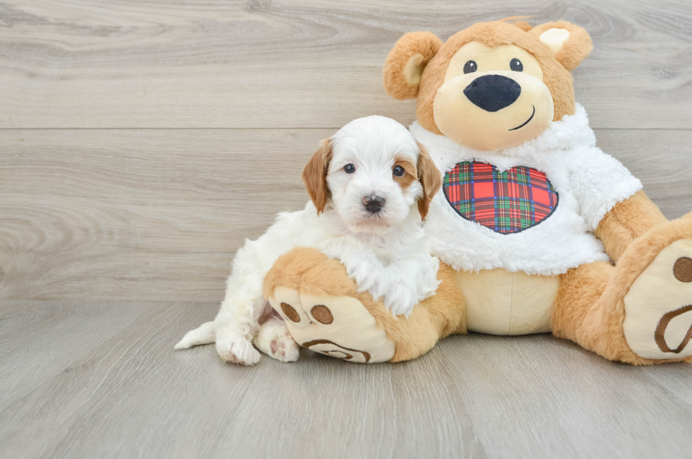 5 week old Mini Irish Doodle Puppy For Sale - Simply Southern Pups