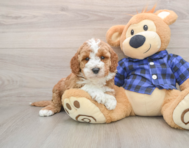 6 week old Mini Irish Doodle Puppy For Sale - Simply Southern Pups