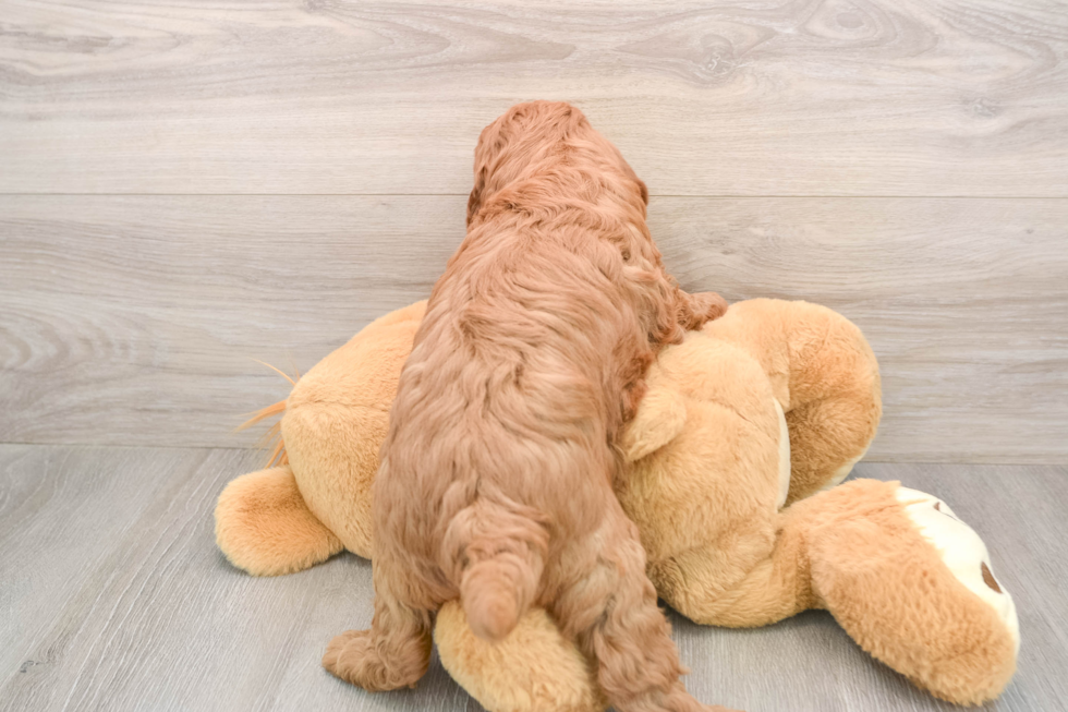 Mini Irish Doodle Pup Being Cute