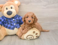 6 week old Mini Irish Doodle Puppy For Sale - Simply Southern Pups