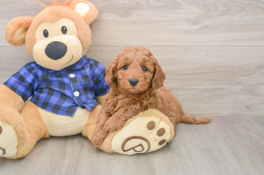 Best Mini Irish Doodle Baby