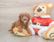 5 week old Mini Irish Doodle Puppy For Sale - Simply Southern Pups