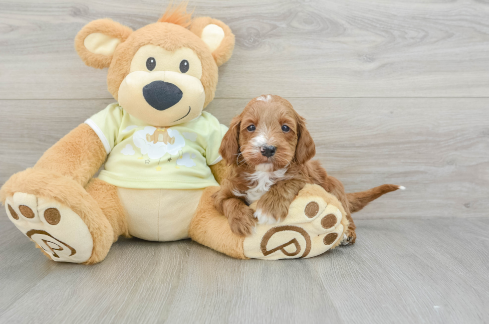 5 week old Mini Irish Doodle Puppy For Sale - Simply Southern Pups