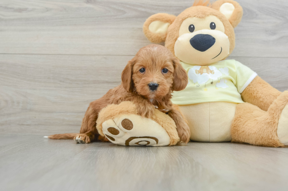 5 week old Mini Irish Doodle Puppy For Sale - Simply Southern Pups