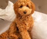 Mini Irish Doodle Puppies For Sale Simply Southern Pups