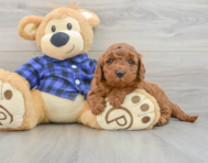 6 week old Mini Irish Doodle Puppy For Sale - Simply Southern Pups