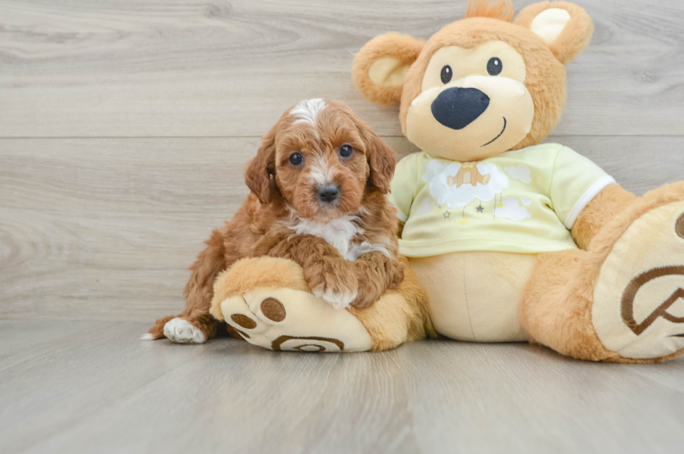 8 week old Mini Irish Doodle Puppy For Sale - Simply Southern Pups