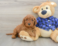 7 week old Mini Irish Doodle Puppy For Sale - Simply Southern Pups