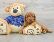 7 week old Mini Irish Doodle Puppy For Sale - Simply Southern Pups
