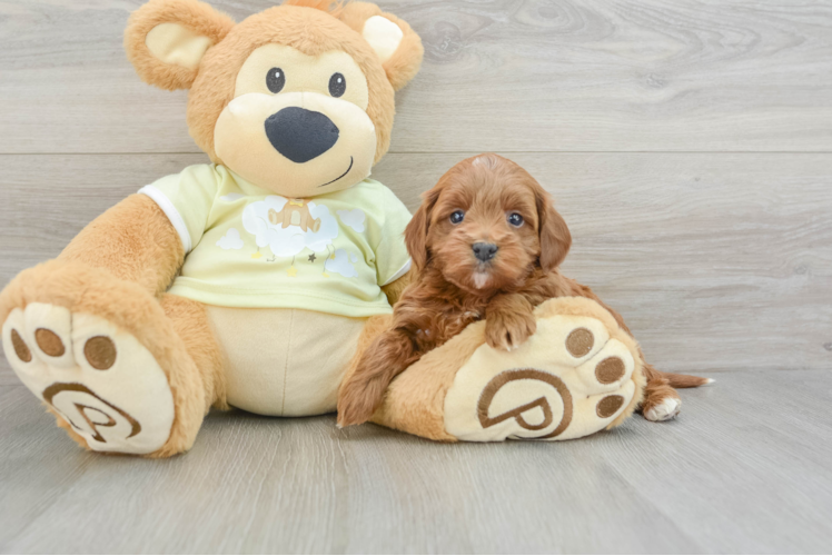 Adorable Mini Irishdoodle Poodle Mix Puppy