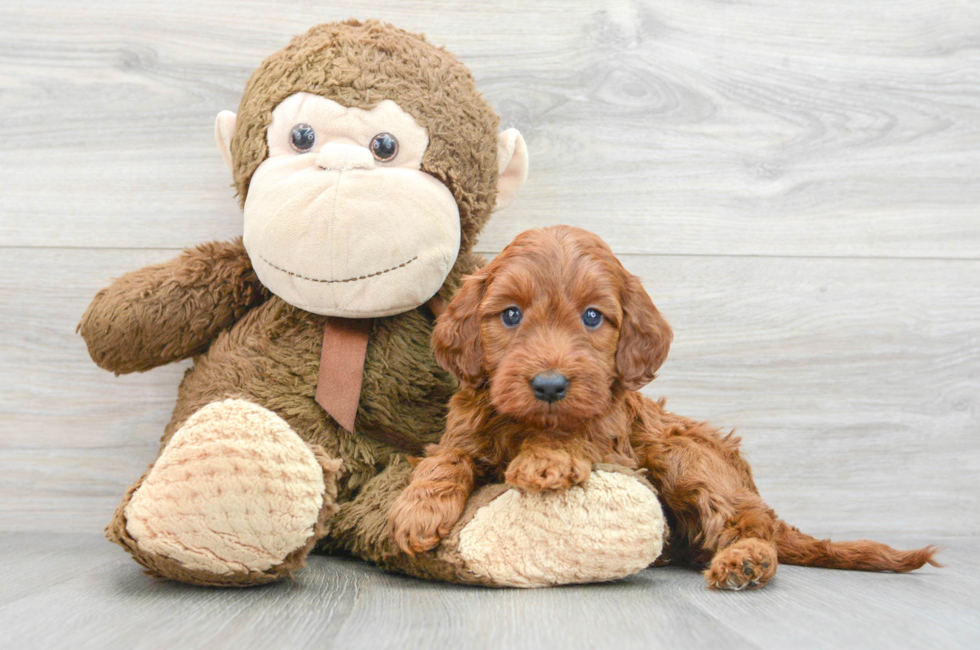6 week old Mini Irish Doodle Puppy For Sale - Simply Southern Pups