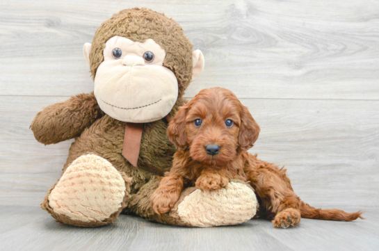 Funny Mini Irish Doodle Poodle Mix Pup