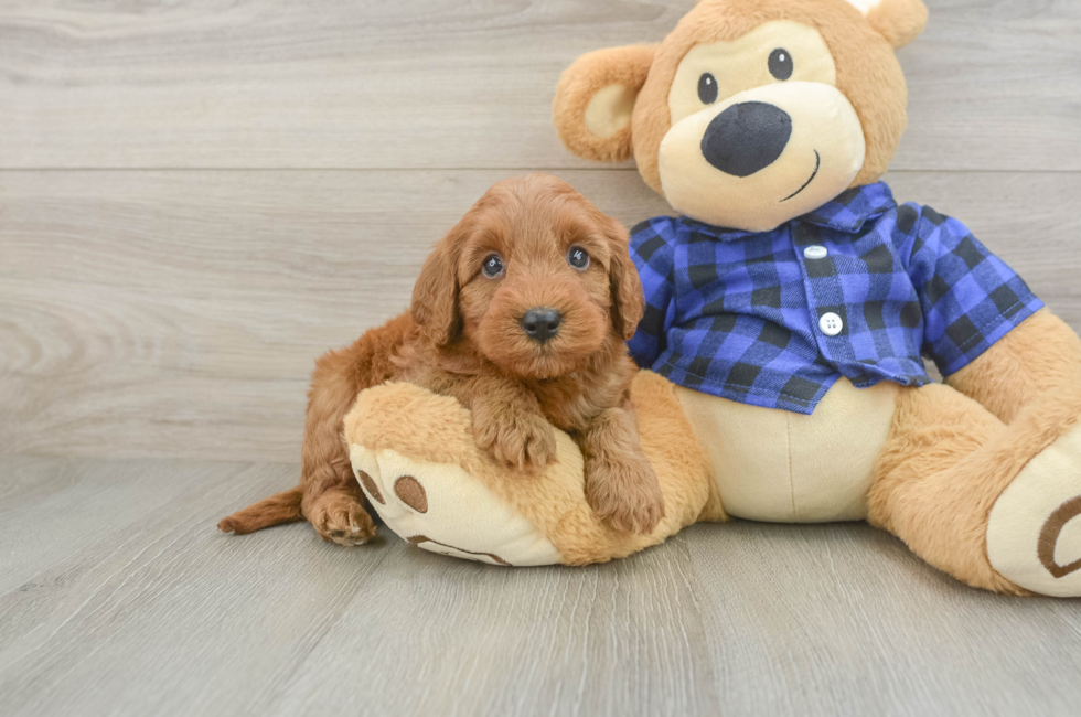 5 week old Mini Irish Doodle Puppy For Sale - Simply Southern Pups