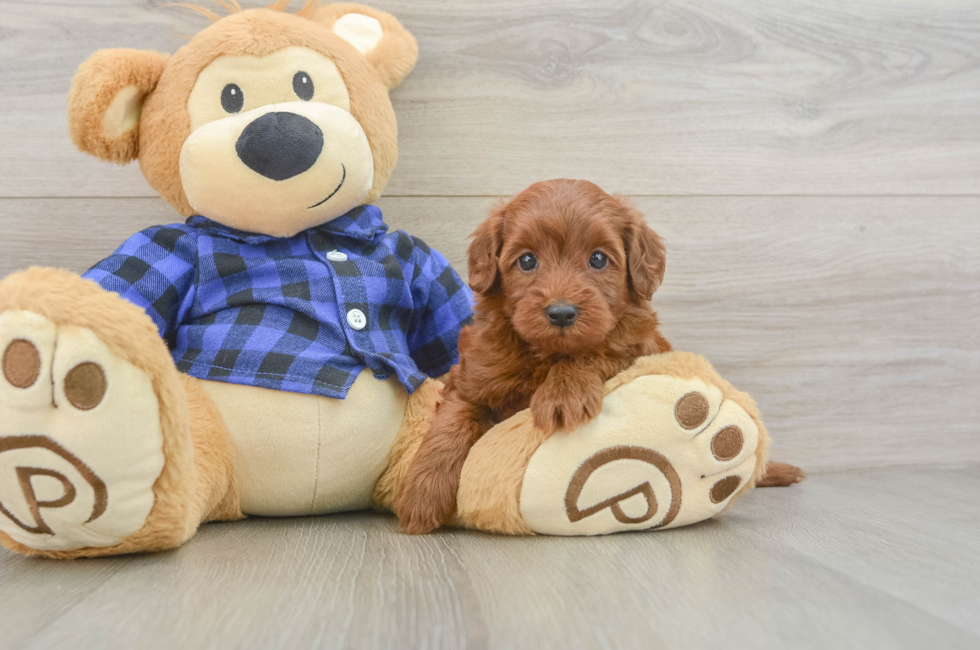 5 week old Mini Irish Doodle Puppy For Sale - Simply Southern Pups