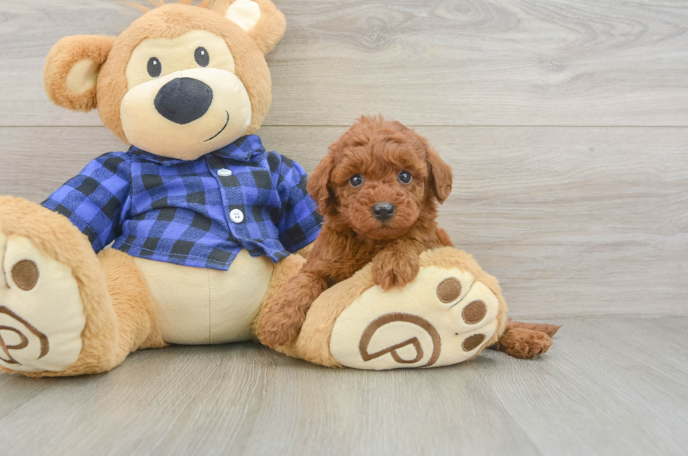 5 week old Mini Irish Doodle Puppy For Sale - Simply Southern Pups