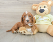 5 week old Mini Irish Doodle Puppy For Sale - Simply Southern Pups
