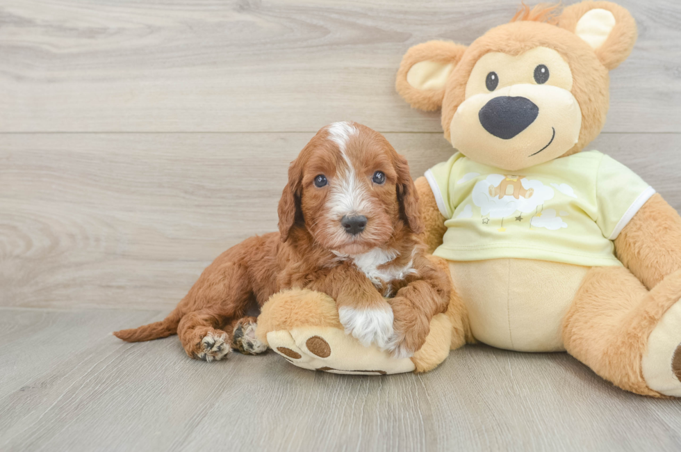 5 week old Mini Irish Doodle Puppy For Sale - Simply Southern Pups