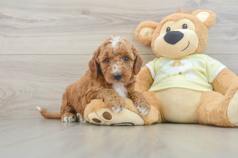5 week old Mini Irish Doodle Puppy For Sale - Simply Southern Pups