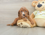 5 week old Mini Irish Doodle Puppy For Sale - Simply Southern Pups