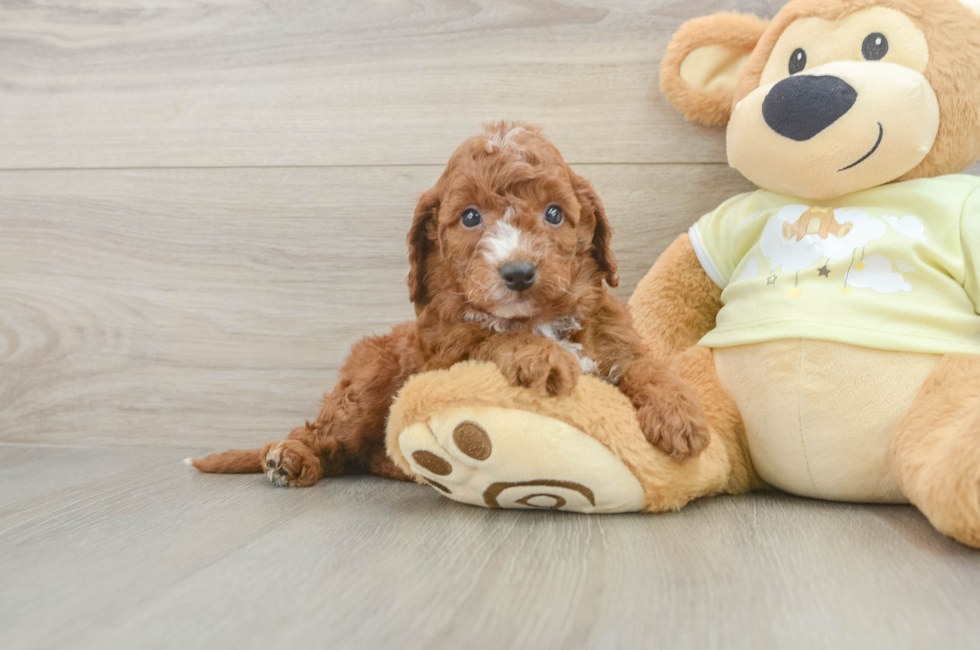 5 week old Mini Irish Doodle Puppy For Sale - Simply Southern Pups