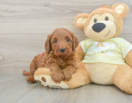 5 week old Mini Irish Doodle Puppy For Sale - Simply Southern Pups