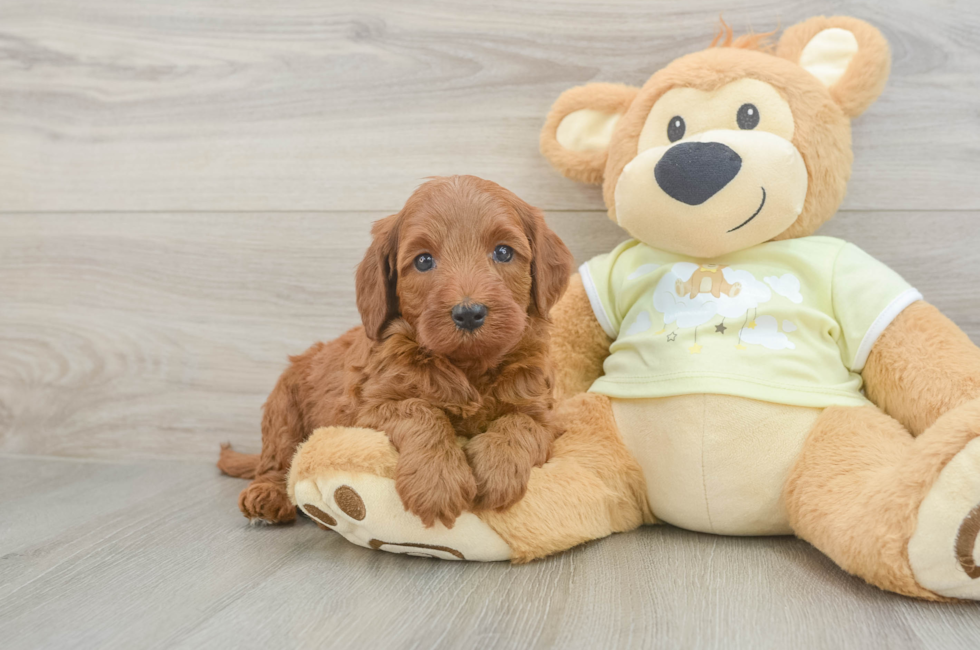 5 week old Mini Irish Doodle Puppy For Sale - Simply Southern Pups