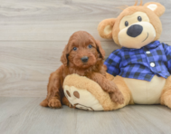 7 week old Mini Irish Doodle Puppy For Sale - Simply Southern Pups