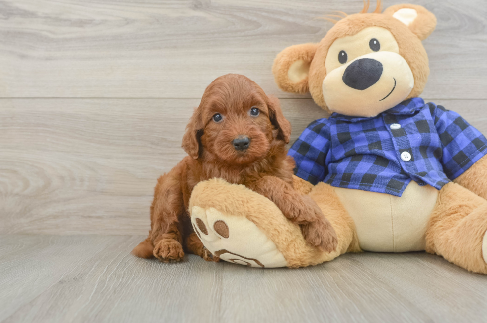 5 week old Mini Irish Doodle Puppy For Sale - Simply Southern Pups