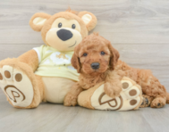 6 week old Mini Irish Doodle Puppy For Sale - Simply Southern Pups