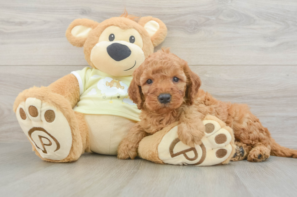 5 week old Mini Irish Doodle Puppy For Sale - Simply Southern Pups