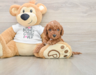 5 week old Mini Irish Doodle Puppy For Sale - Simply Southern Pups